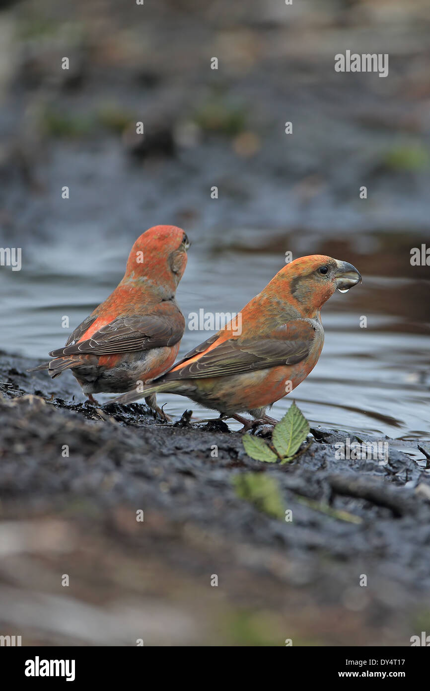 Bec-croisé des sapins (Loxia pytyopsittacus Parrot) Banque D'Images