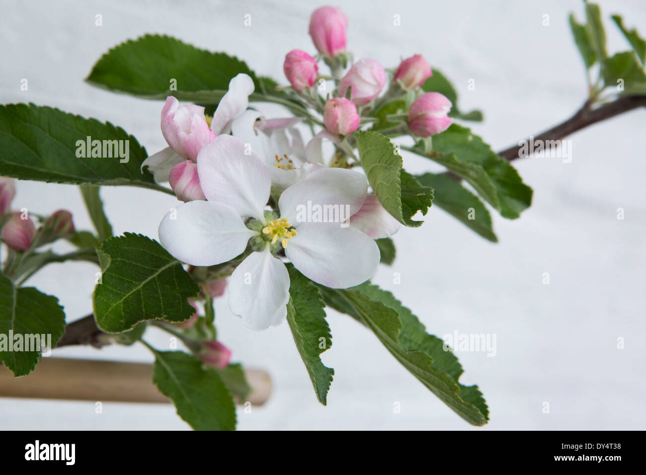 Fleurs de pommier avec blossom contre un mur blanc Banque D'Images