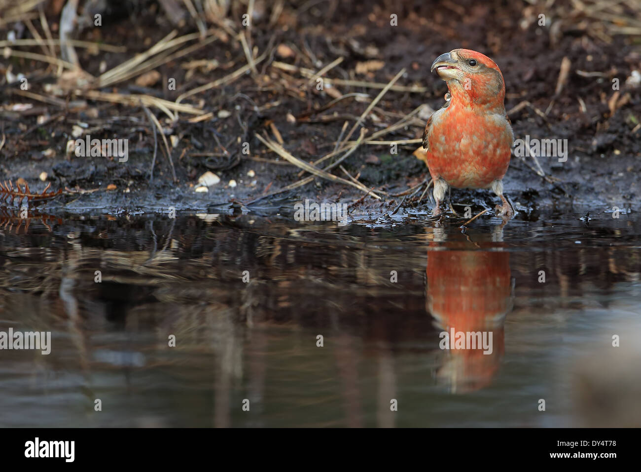 Bec-croisé des sapins (Loxia pytyopsittacus Parrot) Banque D'Images