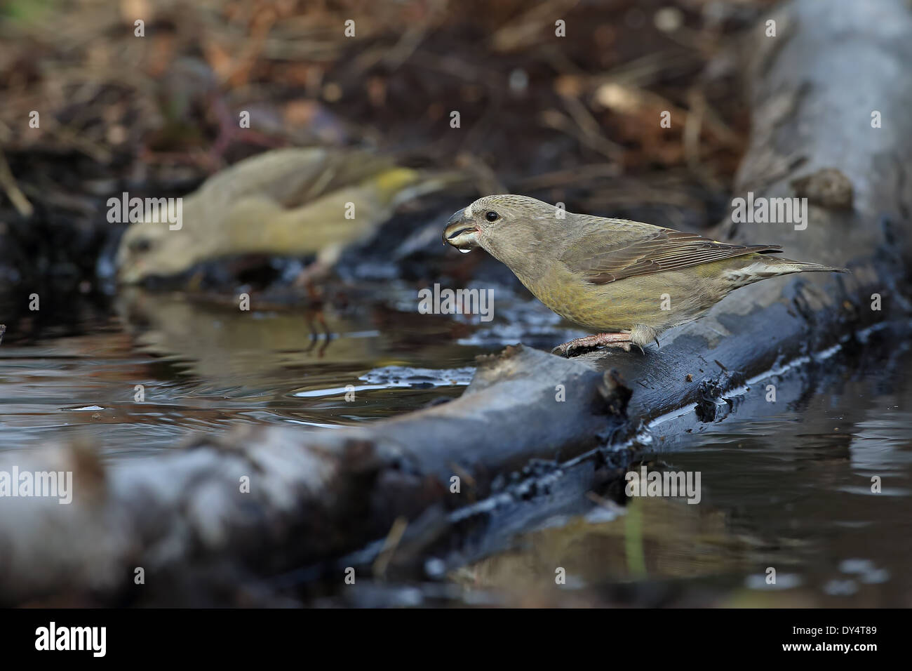 Bec-croisé des sapins (Loxia pytyopsittacus Parrot) Banque D'Images