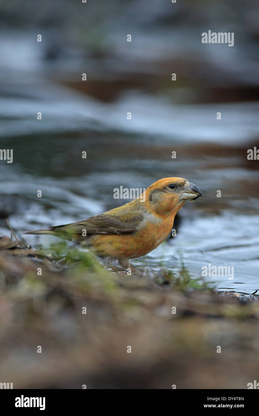 Bec-croisé des sapins (Loxia pytyopsittacus Parrot) Banque D'Images