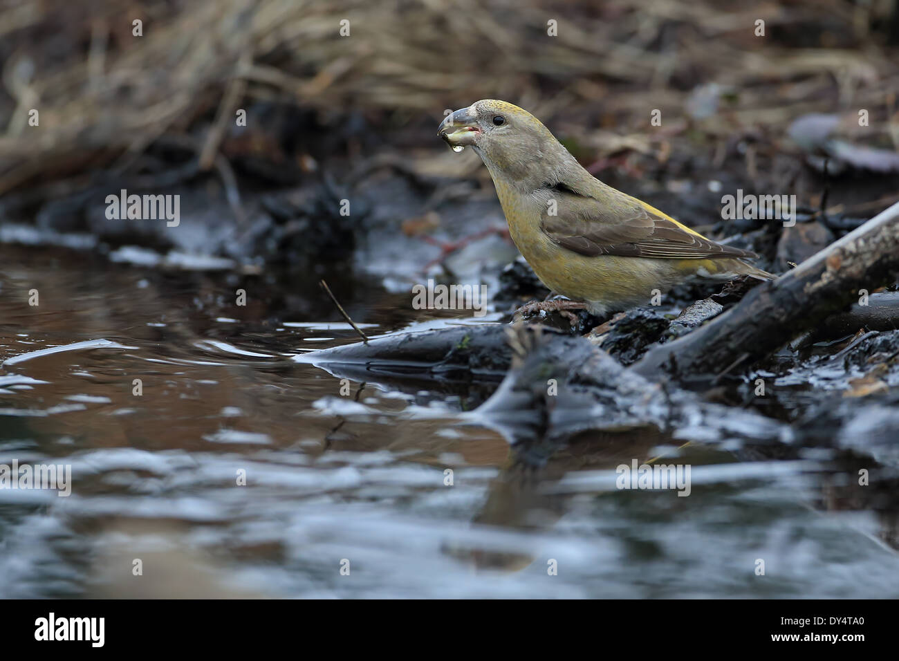 Bec-croisé des sapins (Loxia pytyopsittacus Parrot) Banque D'Images