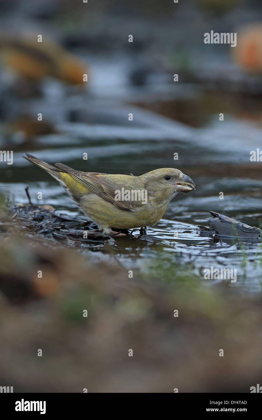 Bec-croisé des sapins (Loxia pytyopsittacus Parrot) Banque D'Images