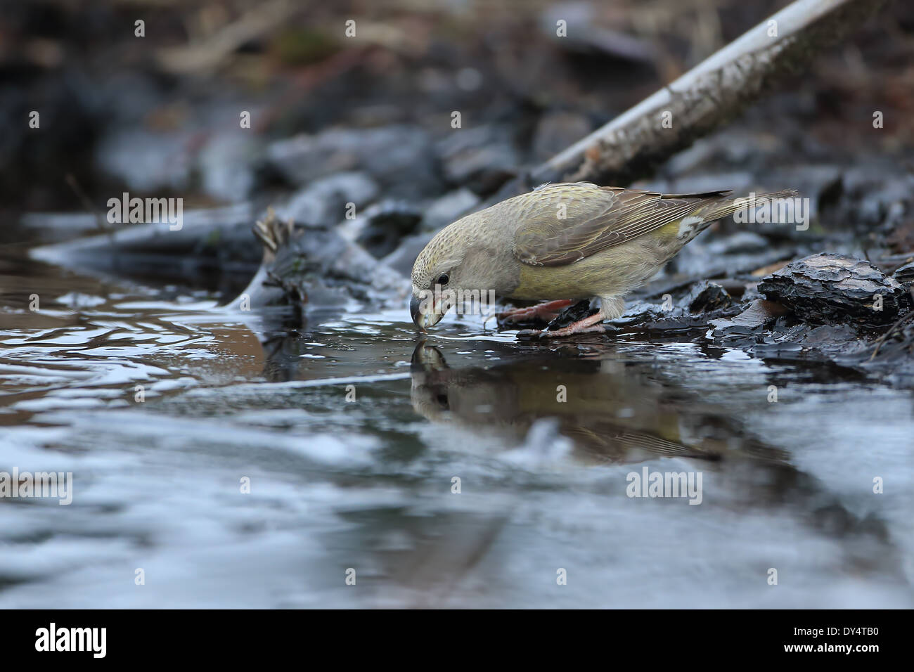 Bec-croisé des sapins (Loxia pytyopsittacus Parrot) Banque D'Images