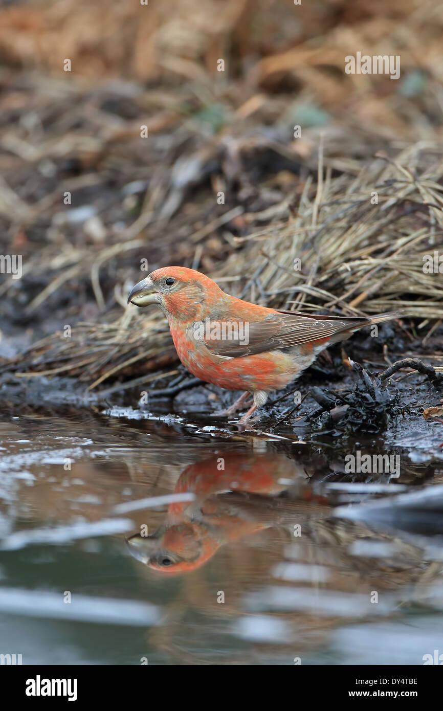 Bec-croisé des sapins (Loxia pytyopsittacus Parrot) Banque D'Images