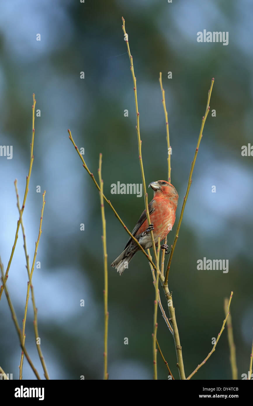 Bec-croisé des sapins (Loxia pytyopsittacus Parrot) Banque D'Images