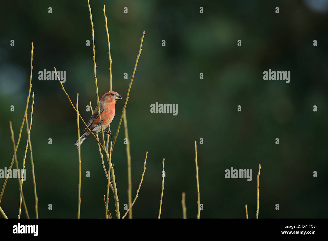 Bec-croisé des sapins (Loxia pytyopsittacus Parrot) Banque D'Images