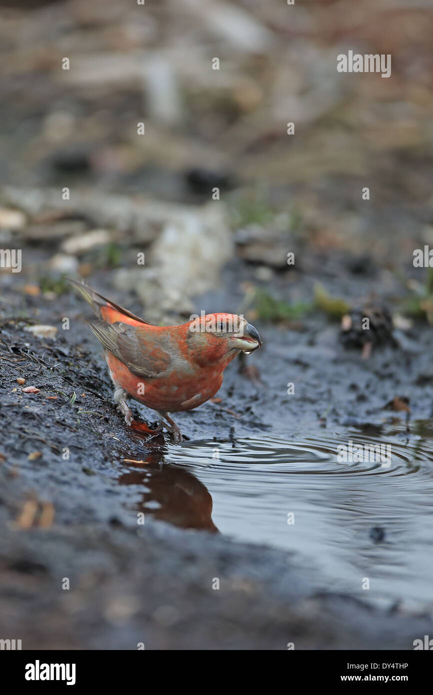 Bec-croisé des sapins (Loxia pytyopsittacus Parrot) Banque D'Images