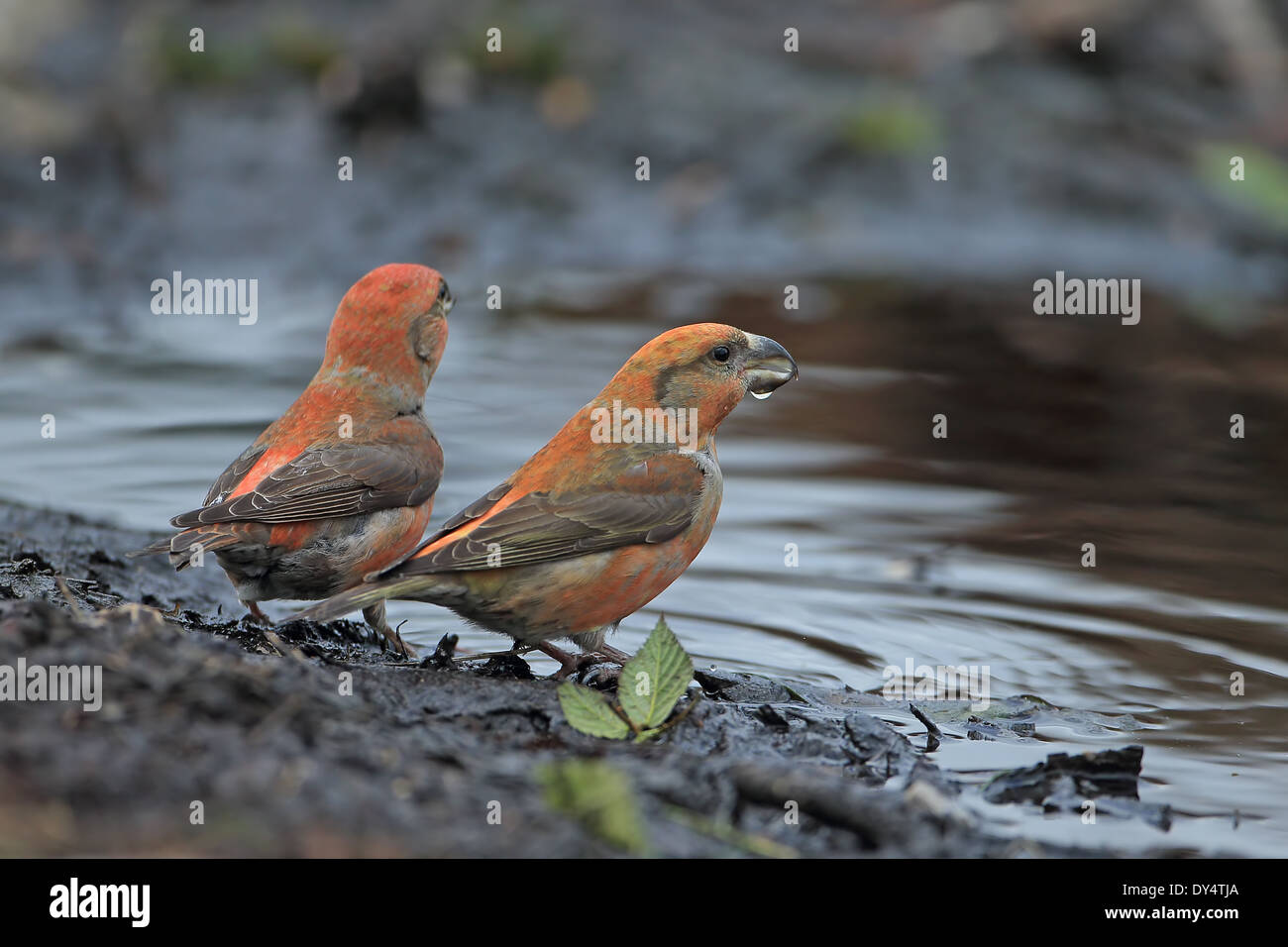 Bec-croisé des sapins (Loxia pytyopsittacus Parrot) Banque D'Images