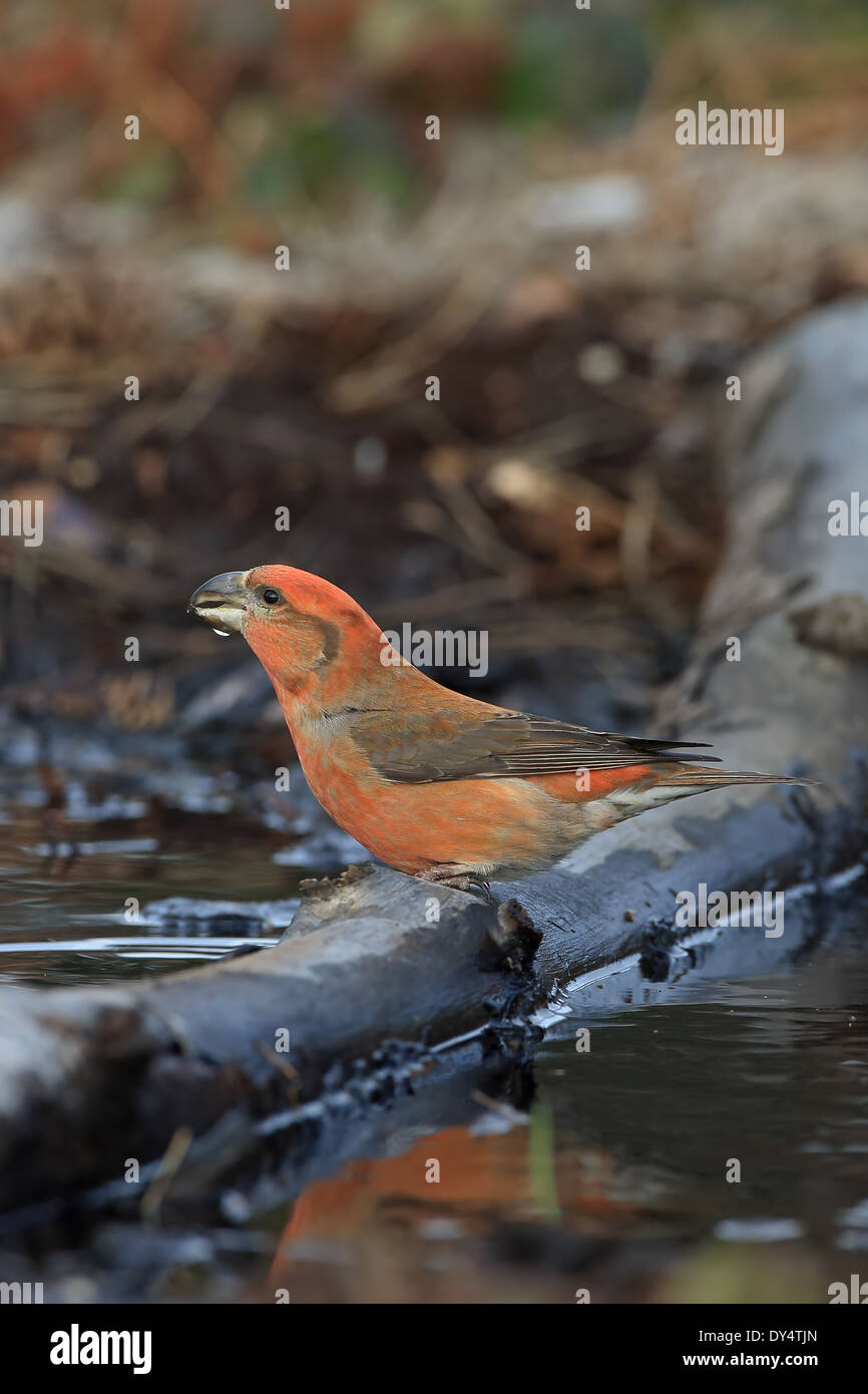 Bec-croisé des sapins (Loxia pytyopsittacus Parrot) Banque D'Images