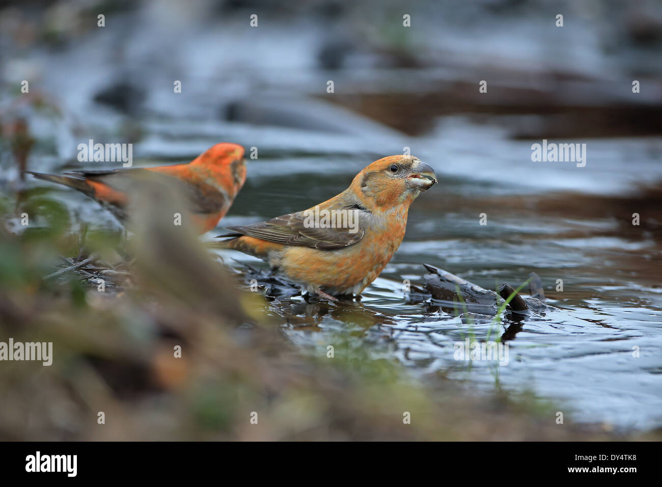 Bec-croisé des sapins (Loxia pytyopsittacus Parrot) Banque D'Images