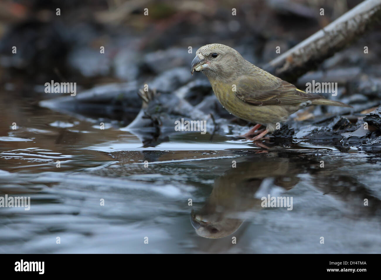 Bec-croisé des sapins (Loxia pytyopsittacus Parrot) Banque D'Images