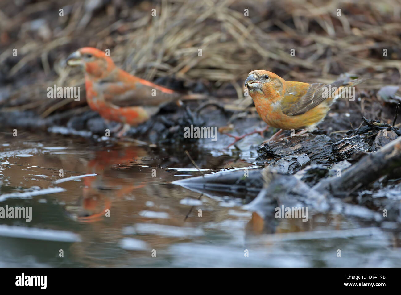 Bec-croisé des sapins (Loxia pytyopsittacus Parrot) Banque D'Images