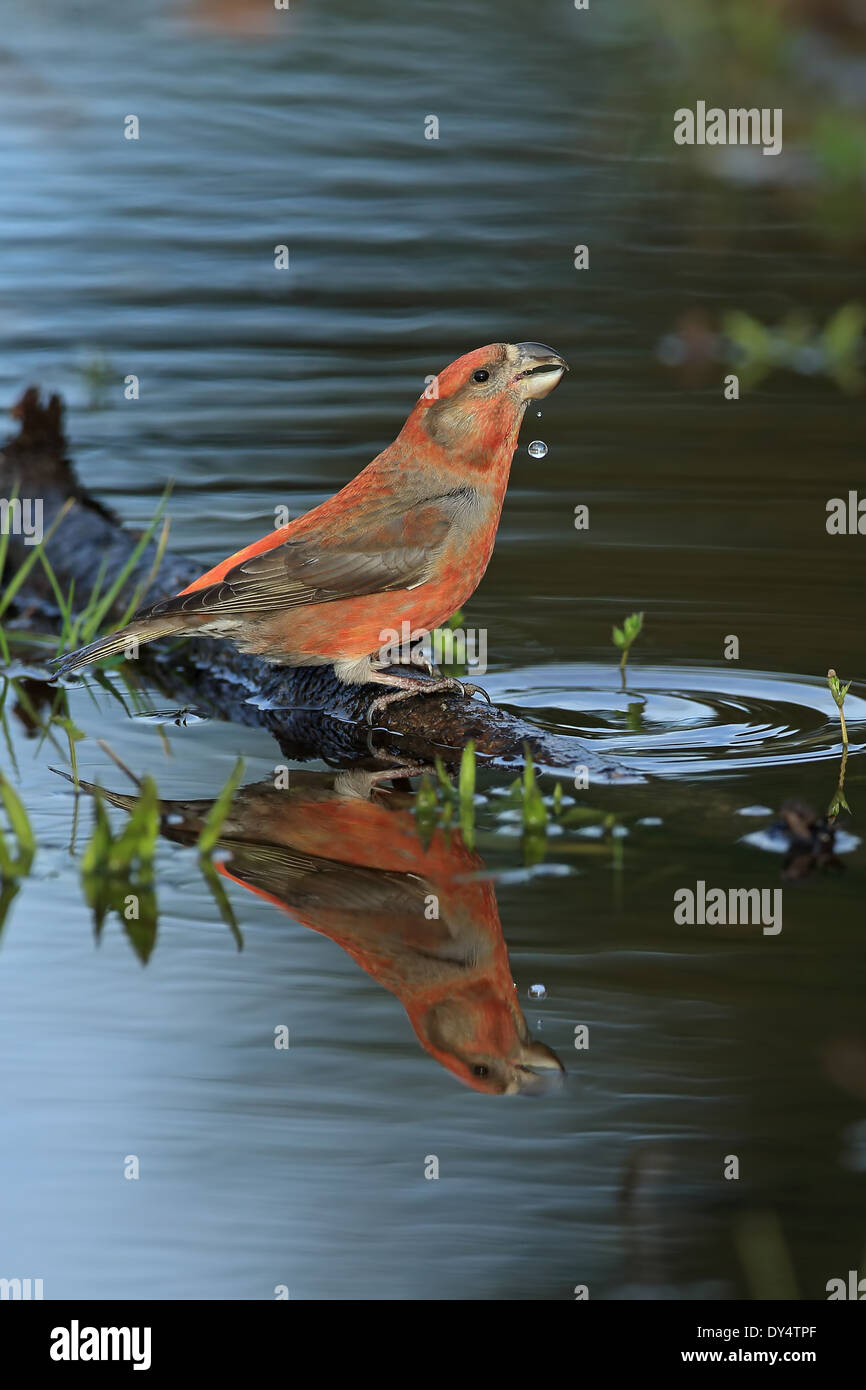 Bec-croisé des sapins (Loxia pytyopsittacus Parrot) Banque D'Images