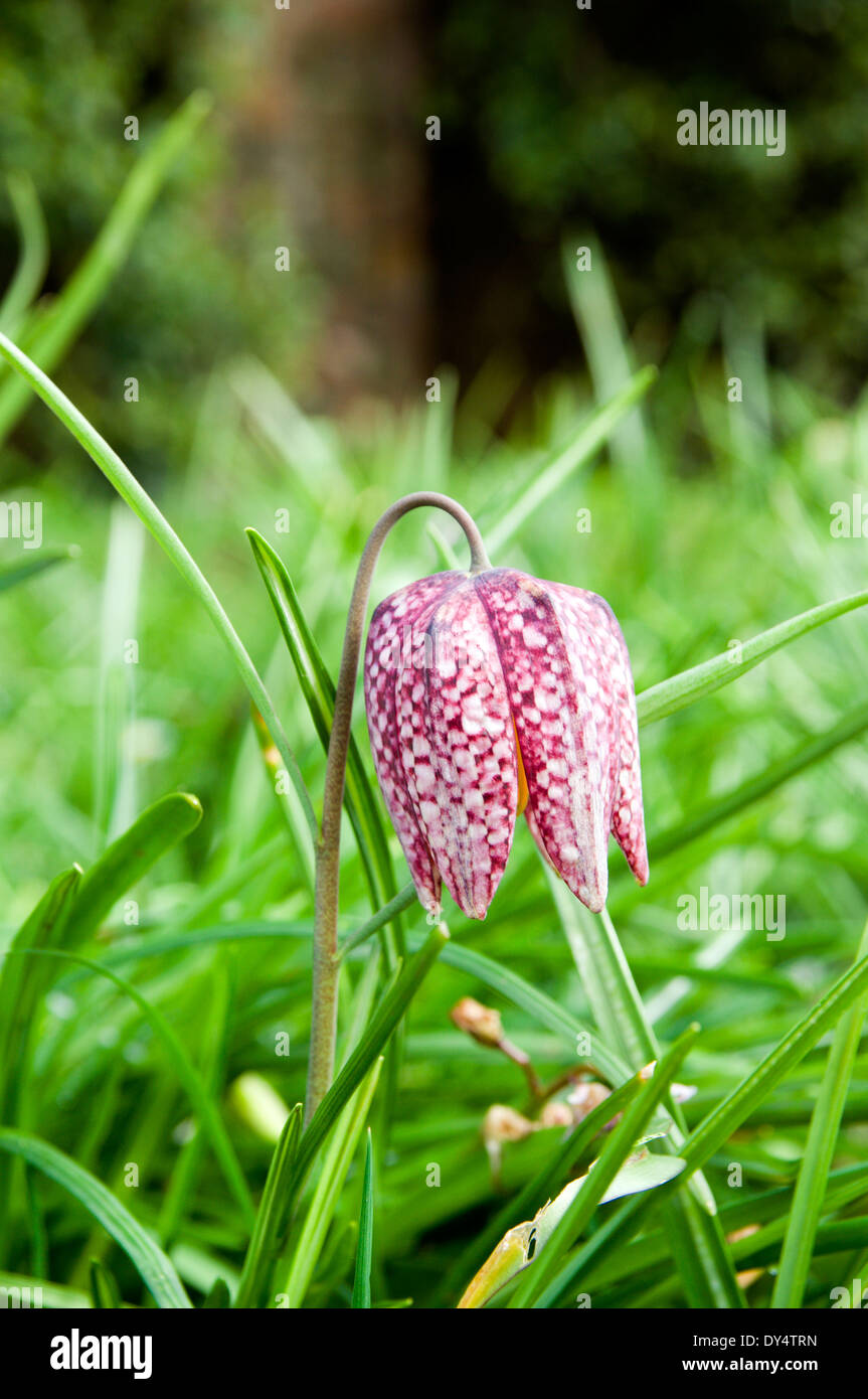 Tête de serpents Fritillary fleur, Bute Park, Cardiff, Pays de Galles. Banque D'Images