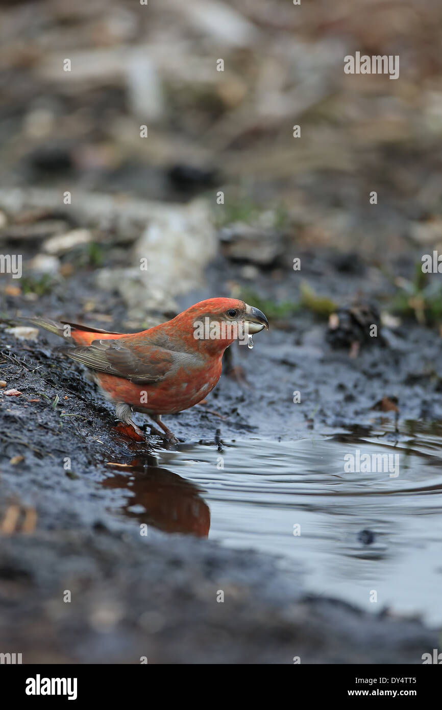 Bec-croisé des sapins (Loxia pytyopsittacus Parrot) Banque D'Images