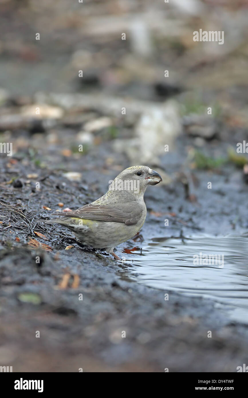 Bec-croisé des sapins (Loxia pytyopsittacus Parrot) Banque D'Images