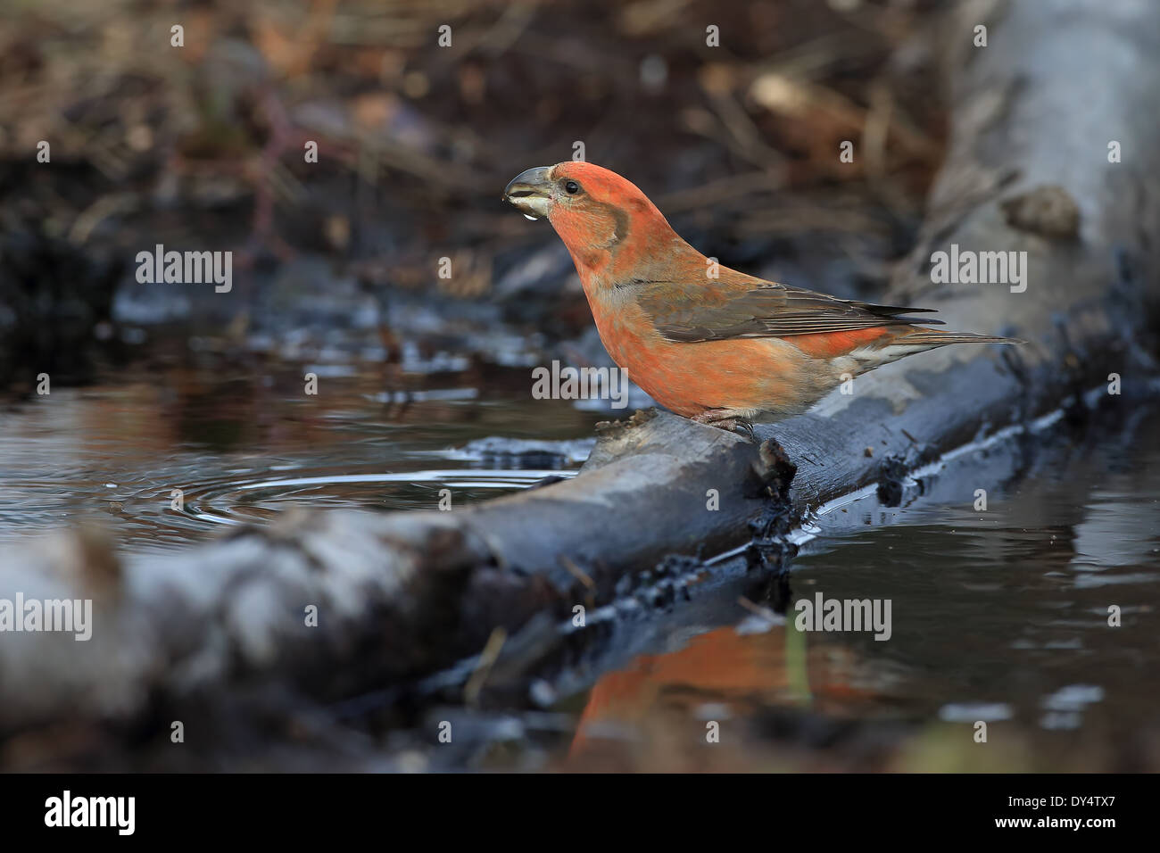 Bec-croisé des sapins (Loxia pytyopsittacus Parrot) Banque D'Images