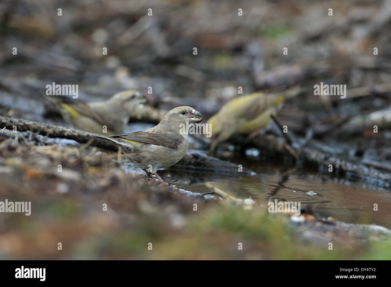 Bec-croisé des sapins (Loxia pytyopsittacus Parrot) Banque D'Images