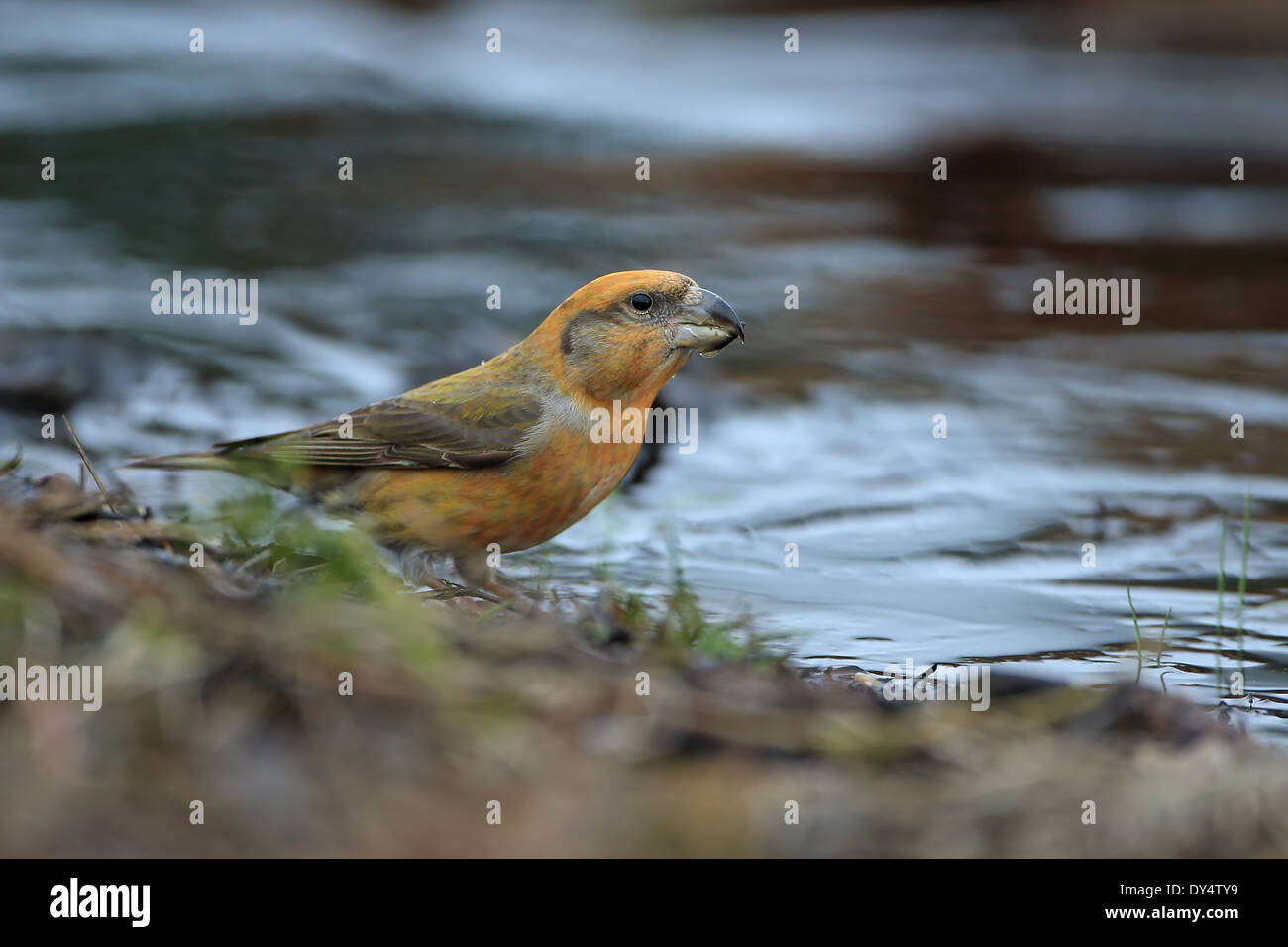 Bec-croisé des sapins (Loxia pytyopsittacus Parrot) Banque D'Images