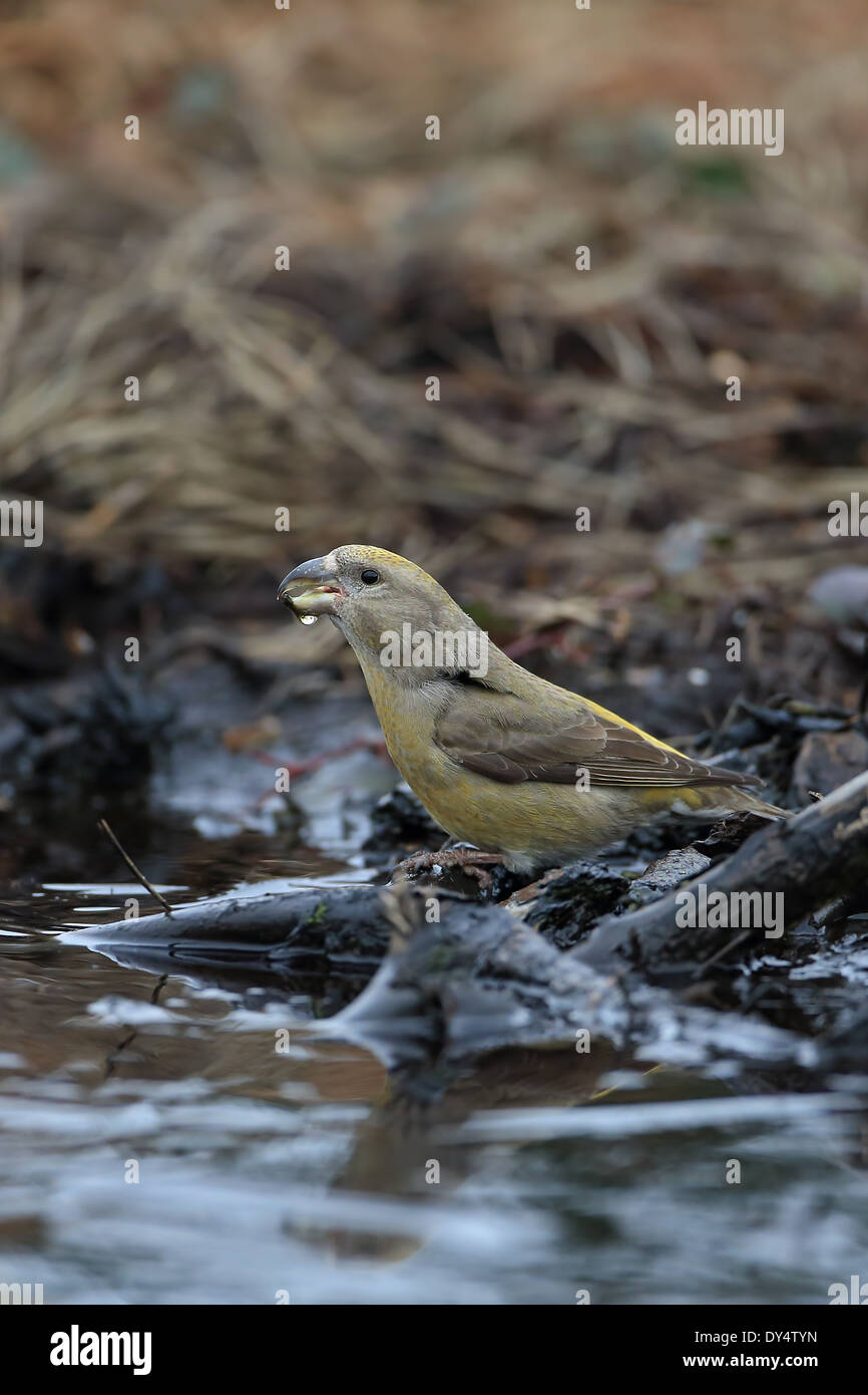 Bec-croisé des sapins (Loxia pytyopsittacus Parrot) Banque D'Images