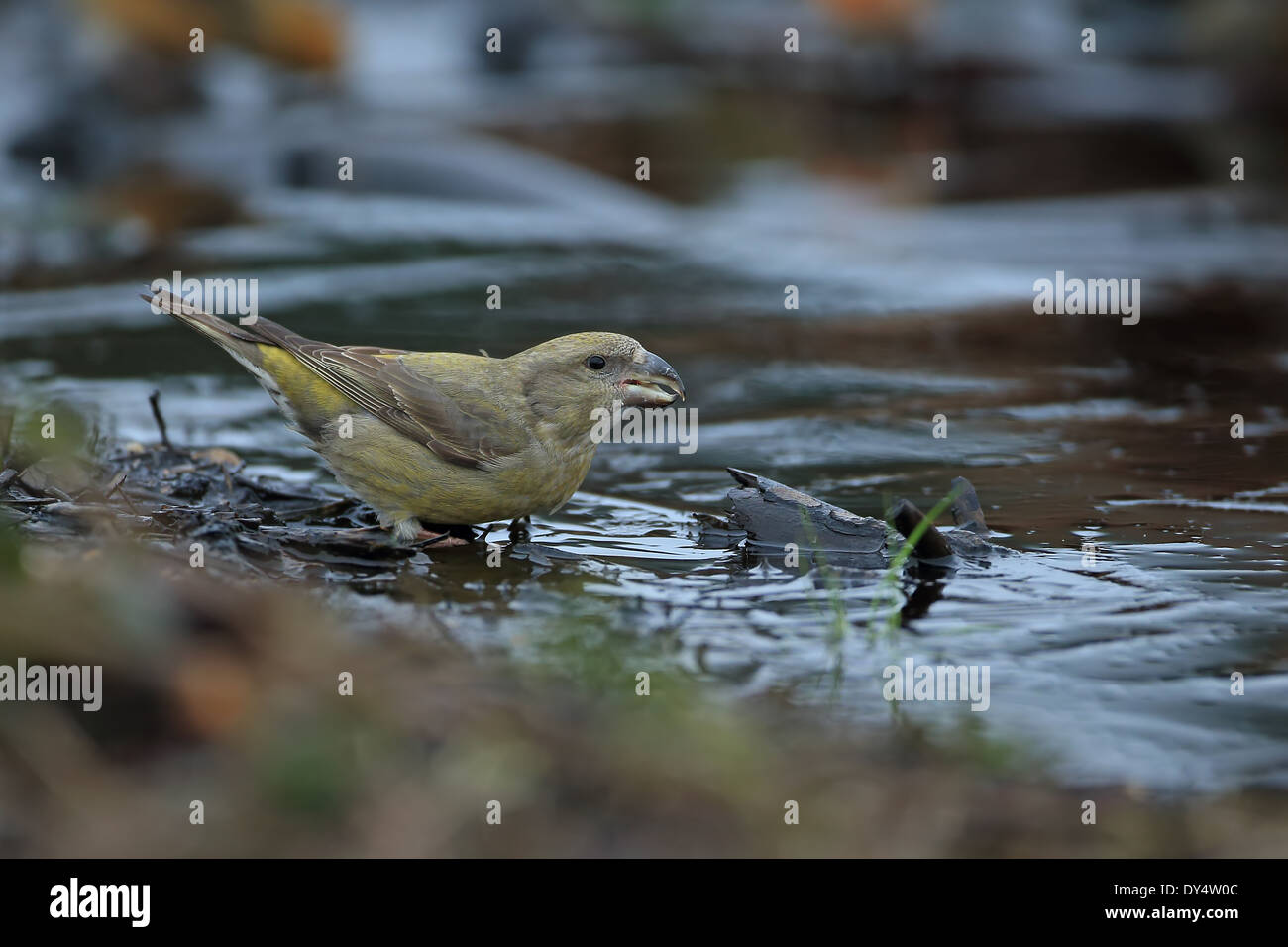 Bec-croisé des sapins (Loxia pytyopsittacus Parrot) Banque D'Images
