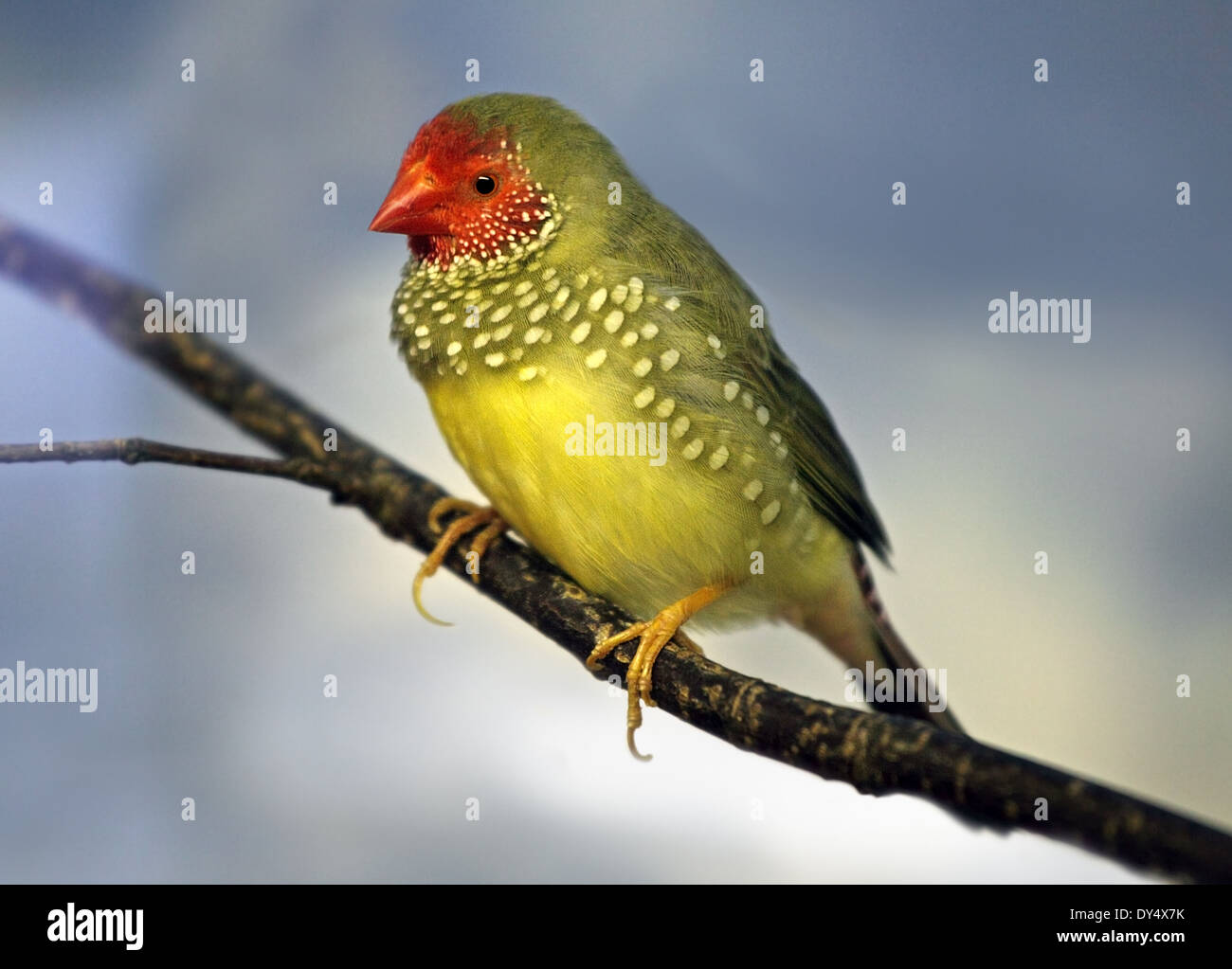 Star Finch (bathilda ruficauda) Banque D'Images