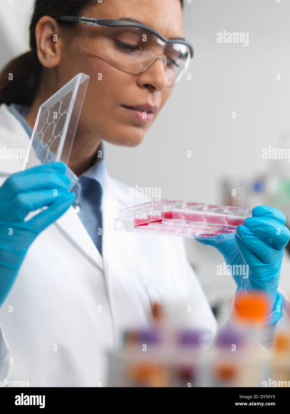 La recherche sur les cellules souches. L'examen scientifique des femmes de cultures cellulaires dans le bac multi-puits Banque D'Images