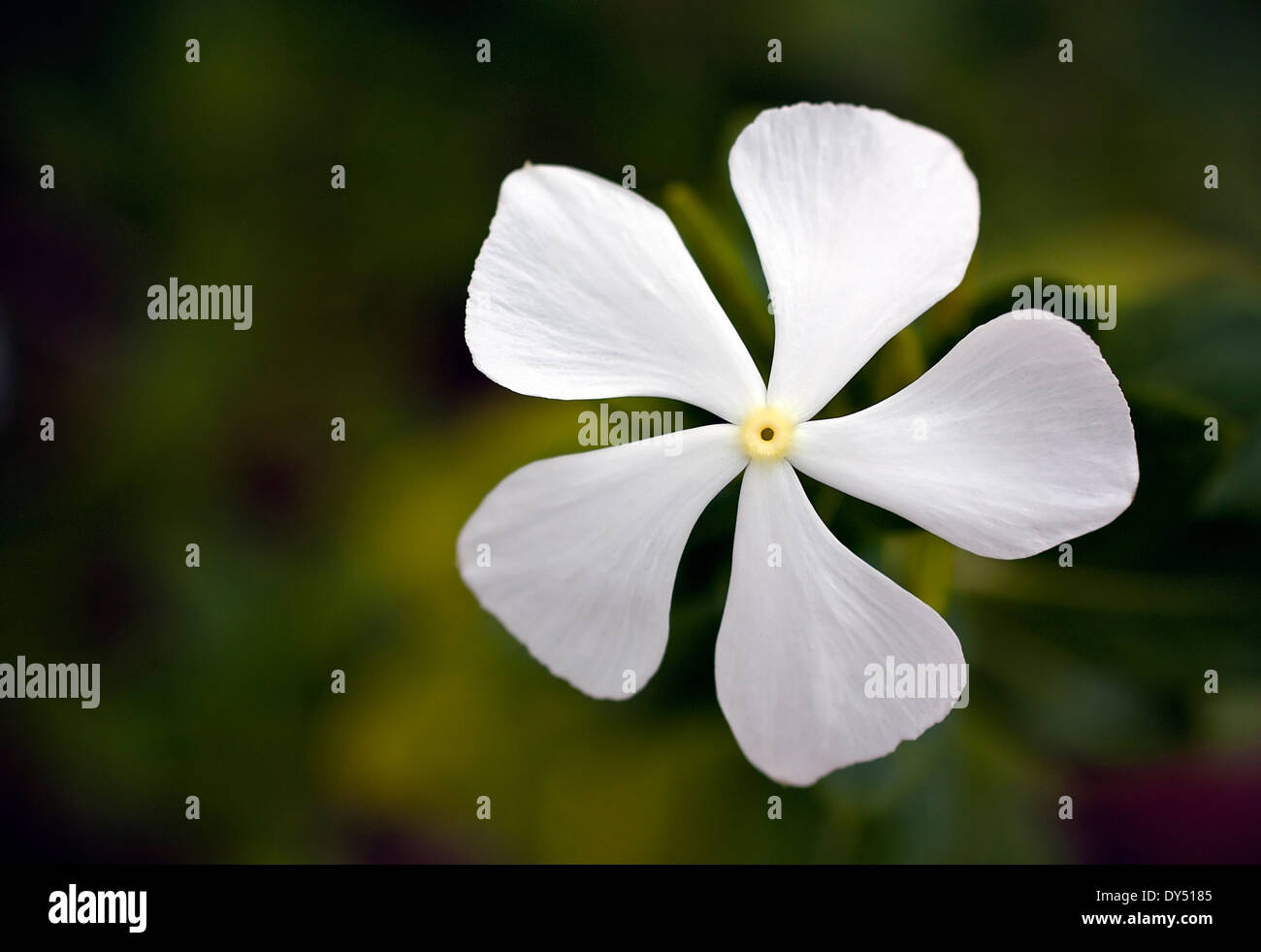 Plumbago blanc fleur sauvage close up Banque D'Images