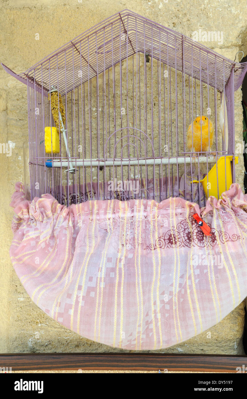 Un peu jaune oiseau en cage Famagouste Chypre du Nord Banque D'Images