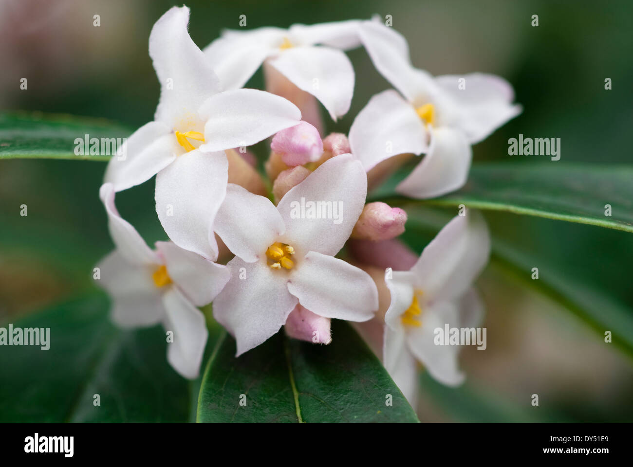 Daphne bholua, arbuste,décembre. Portrait de fleurs blanches. Banque D'Images