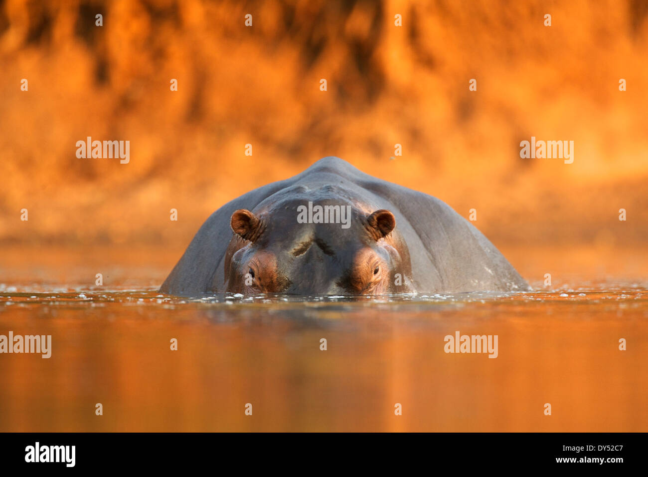 / Hippopotame Hippo - Hippopotamus amphibius - au coucher du soleil, Mana Pools National Park, Zimbabwe, Africa Banque D'Images