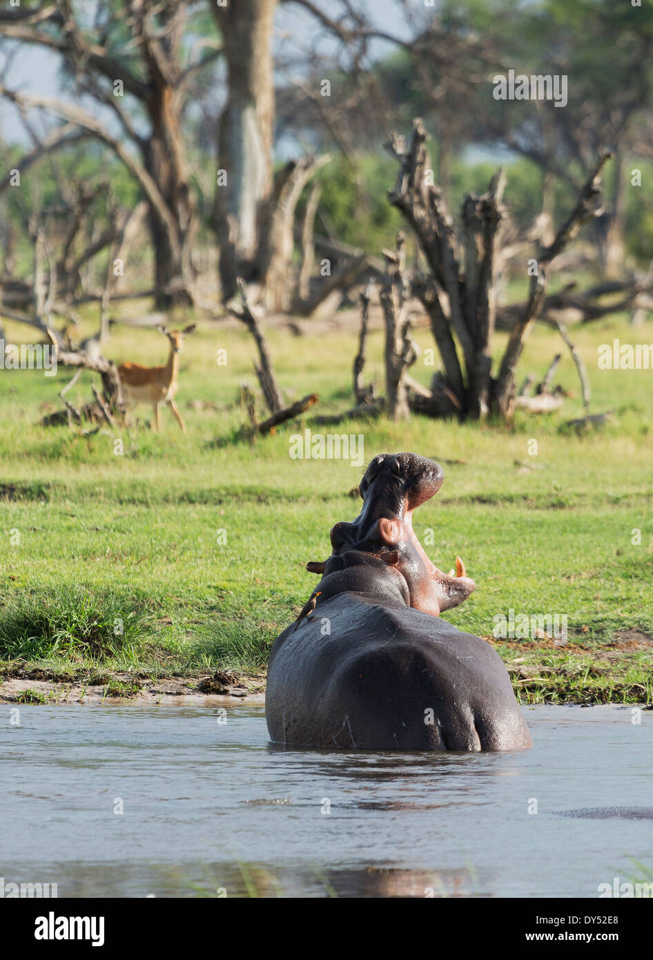 Le bâillement Hippopotame (Hippopotamus amphibius) Banque D'Images