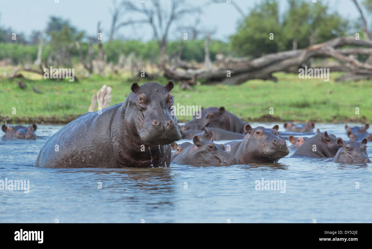 Hippopotame (Hippopotamus amphibius) dans de l'eau Banque D'Images