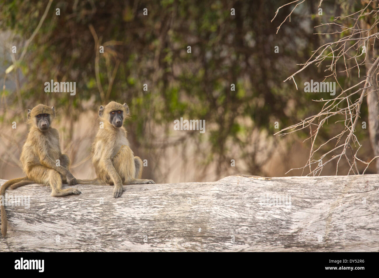 Babouin Chacma - Papio cynocephalus ursinus - mineurs Banque D'Images