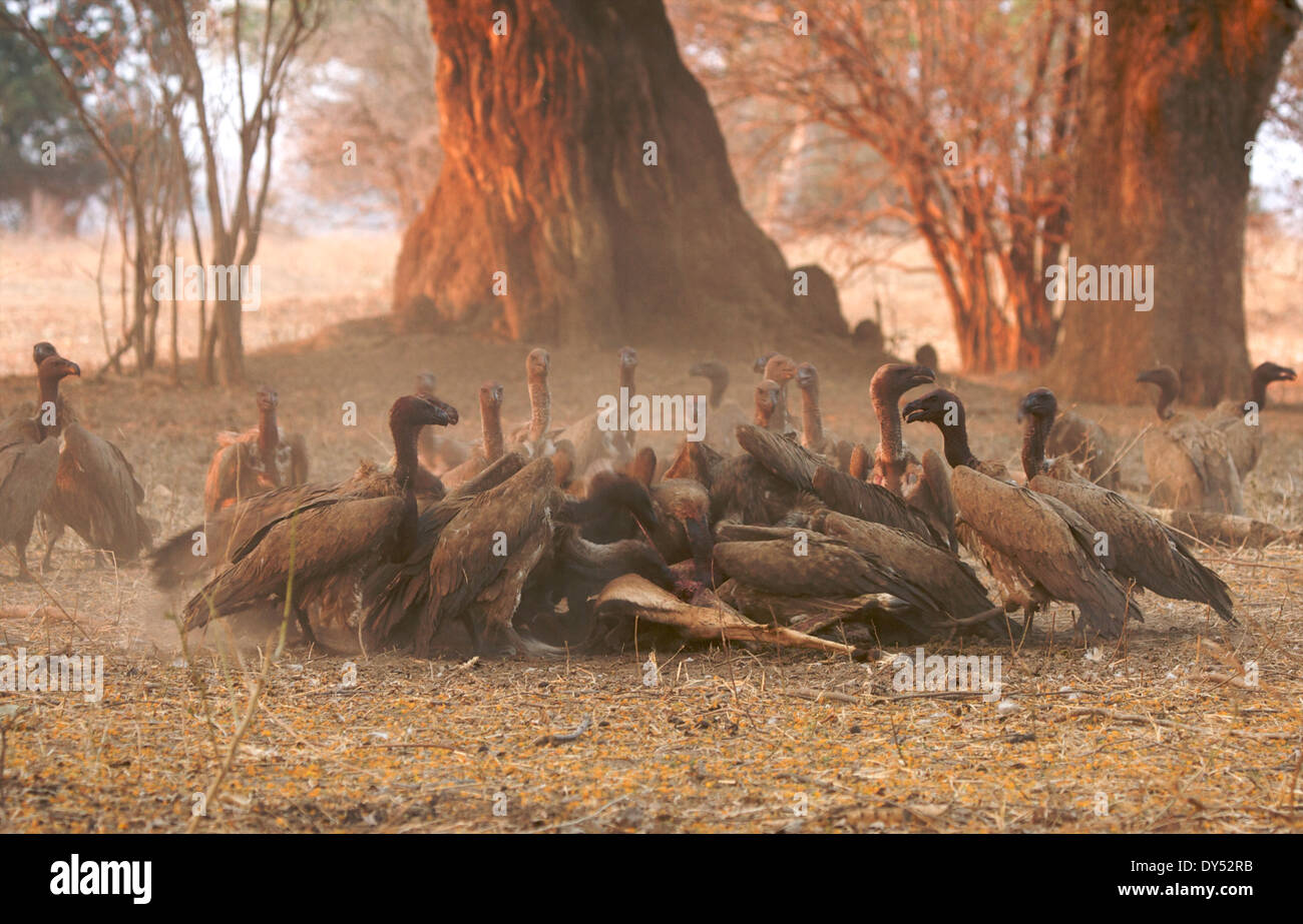 Les vautours à dos blanc - Gyps africanus - se nourrir de la carcasse impala au coucher du soleil Banque D'Images