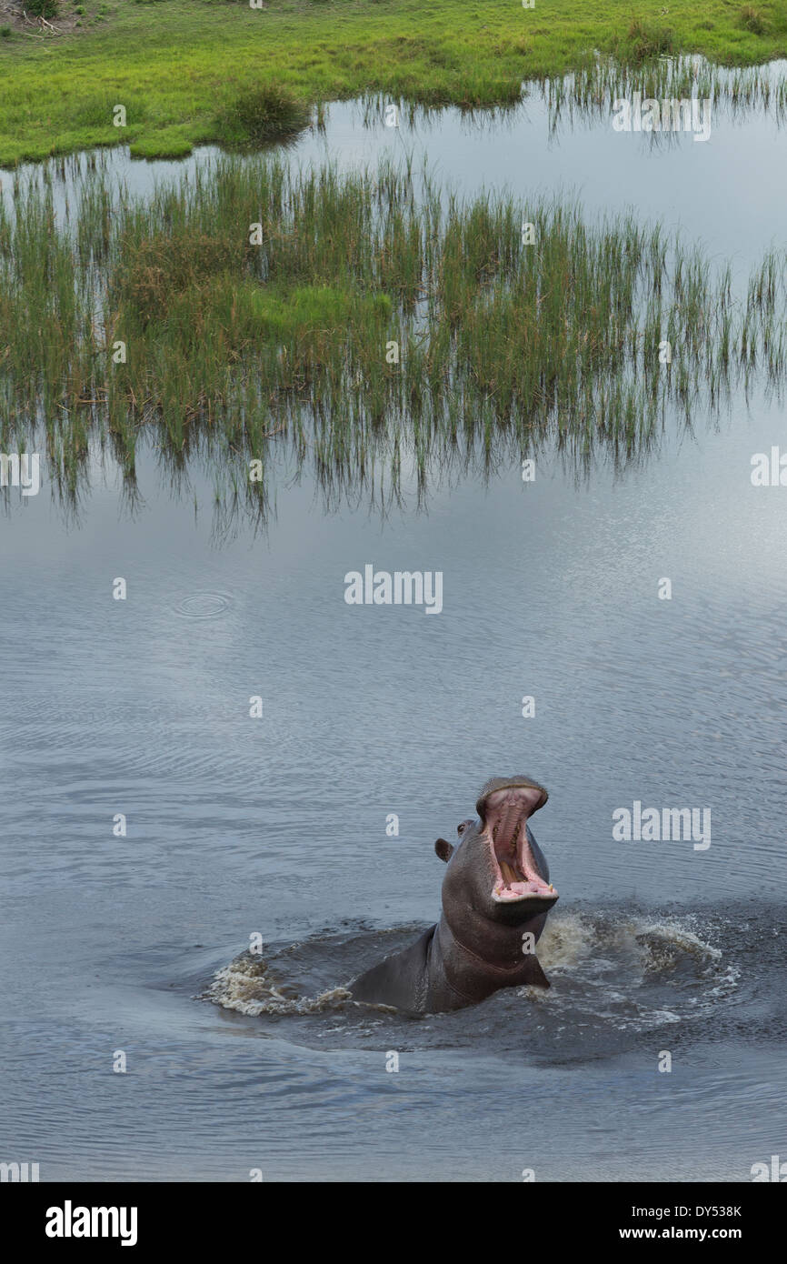 Vue aérienne de l'hippopotame, Okavango Delta, Chobe National Park, Botswana, Africa Banque D'Images