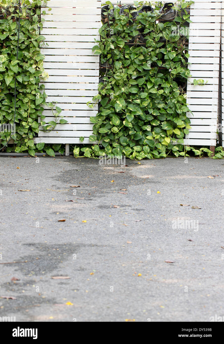 Clôture blanche dans le jardin et en asphalte. Banque D'Images