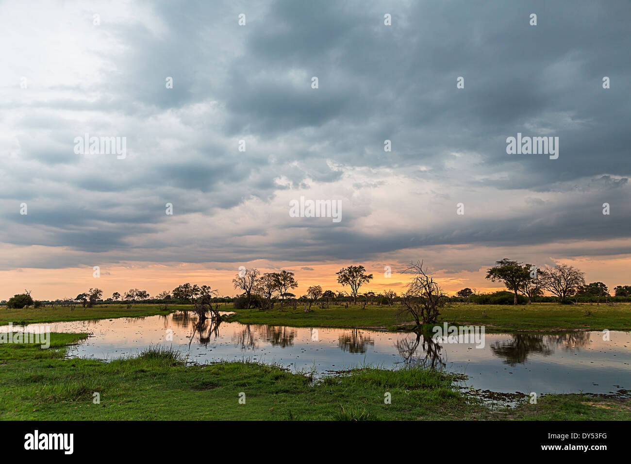 Silhouette d'arbres et de marais, Okavango Delta, Chobe National Park, Botswana, Africa Banque D'Images