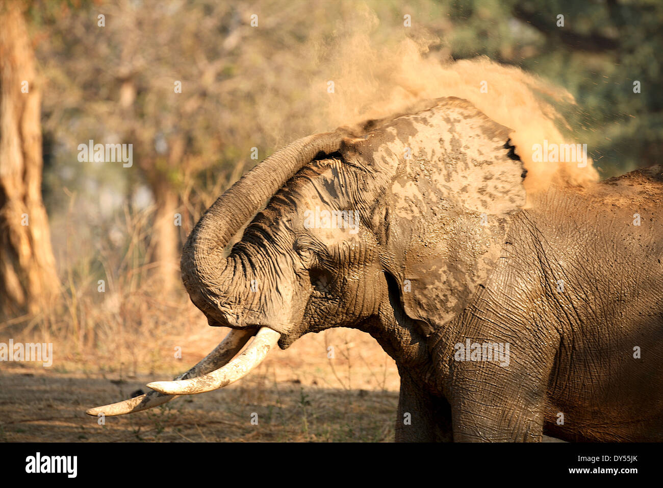 L'éléphant, Mana Pools National Park, Zimbabwe Banque D'Images