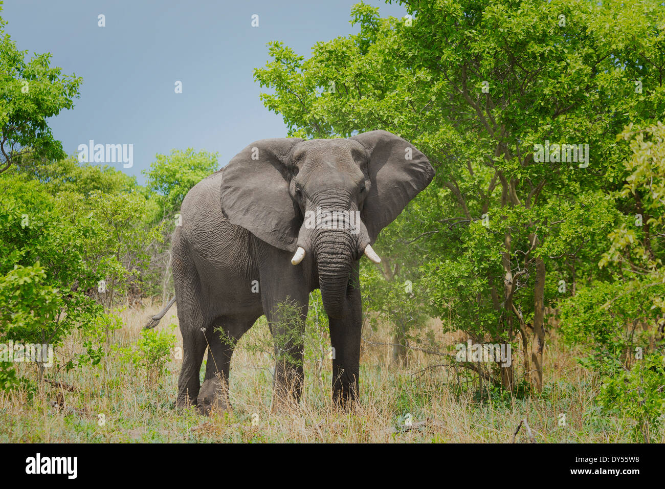 L'éléphant africain (Loxodonta africana) Banque D'Images