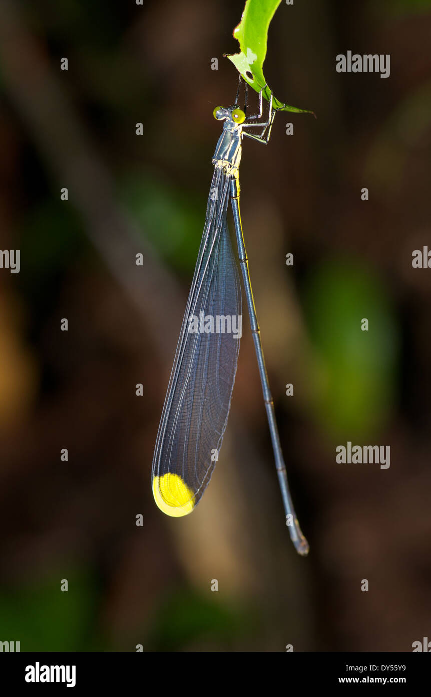 Une grande demoiselle d'hélicoptères (Mecistogaster sp.) perché sur une feuille verte dans la nuit dans le bassin de l'Amazone au Pérou. Banque D'Images
