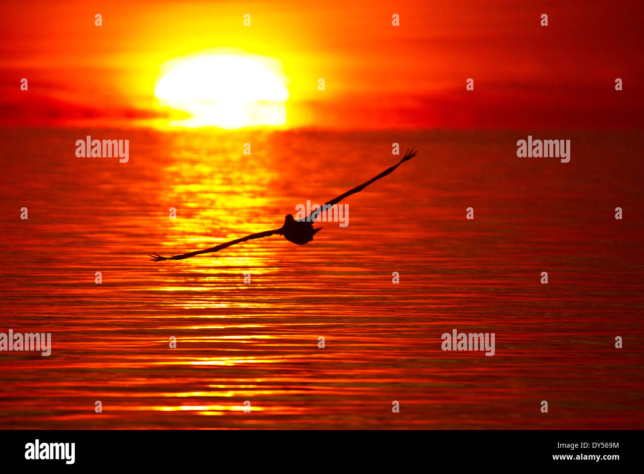 Pélican brun planeur dans un fiery orange rougeâtre le lever du soleil sur le golfe du Mexique Banque D'Images