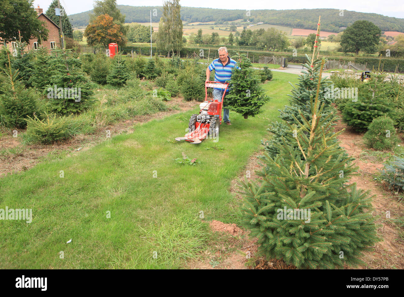 Colin Griffith l'arbre de Noël producteur, couper des arbres avec une machine de puissance à Wellington, Herefordshire Banque D'Images