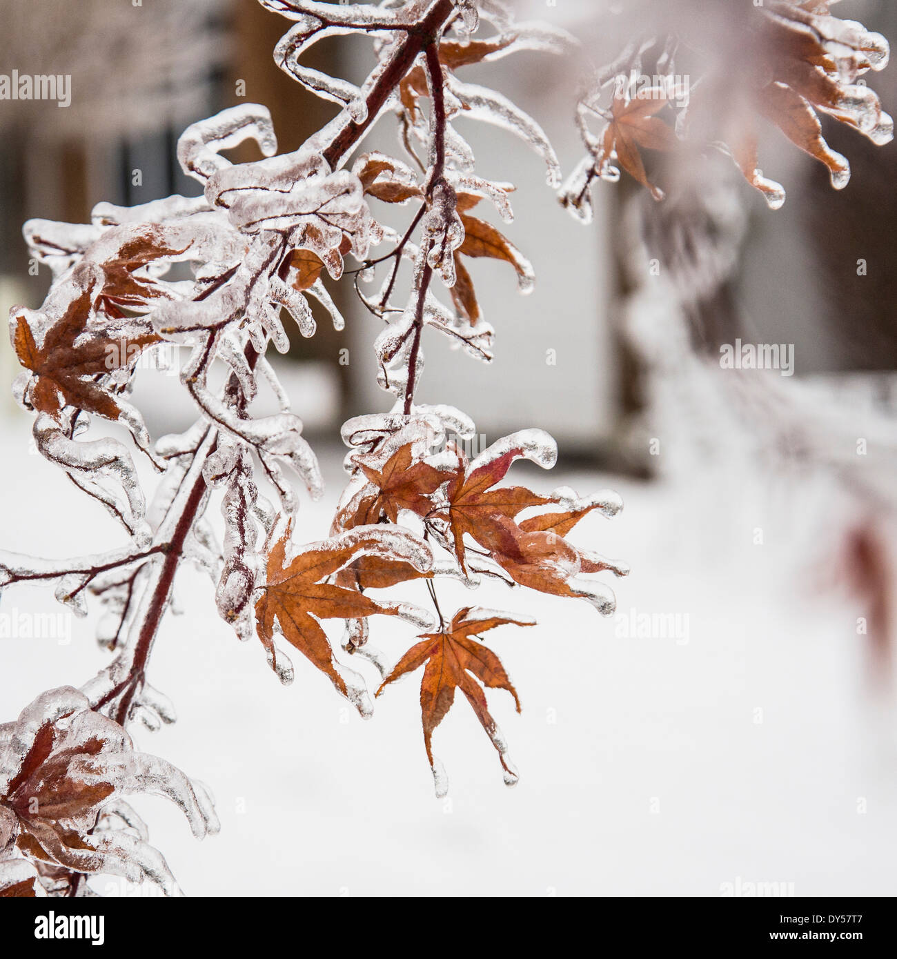 Feuilles d'érable congelé après tempête de glace Banque D'Images