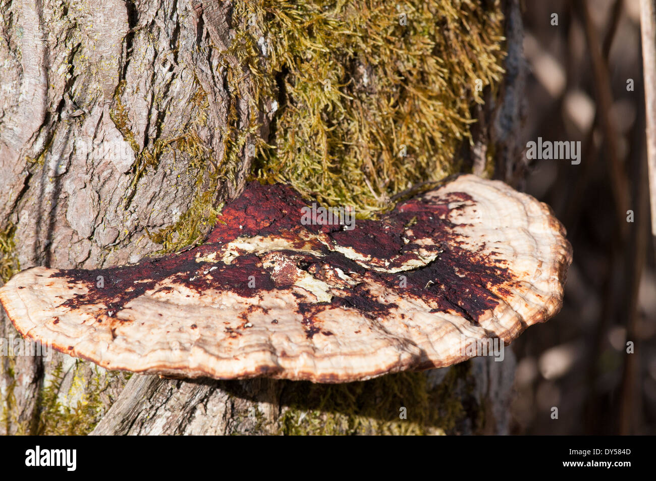 Support de champignon Banque D'Images