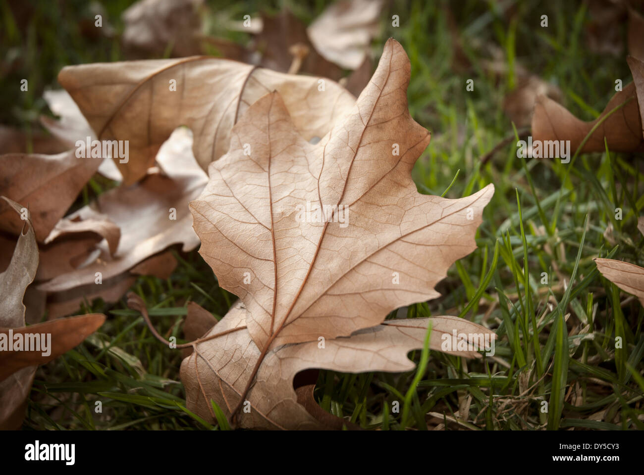 L'automne les feuilles des arbres sur le sol de l'Orme Banque D'Images