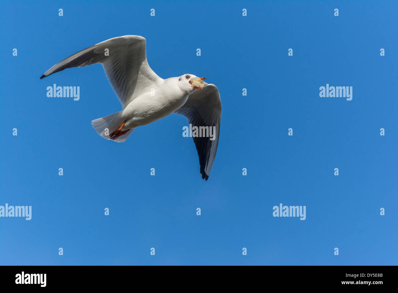 Seagull flying avec du pain en bec Banque D'Images