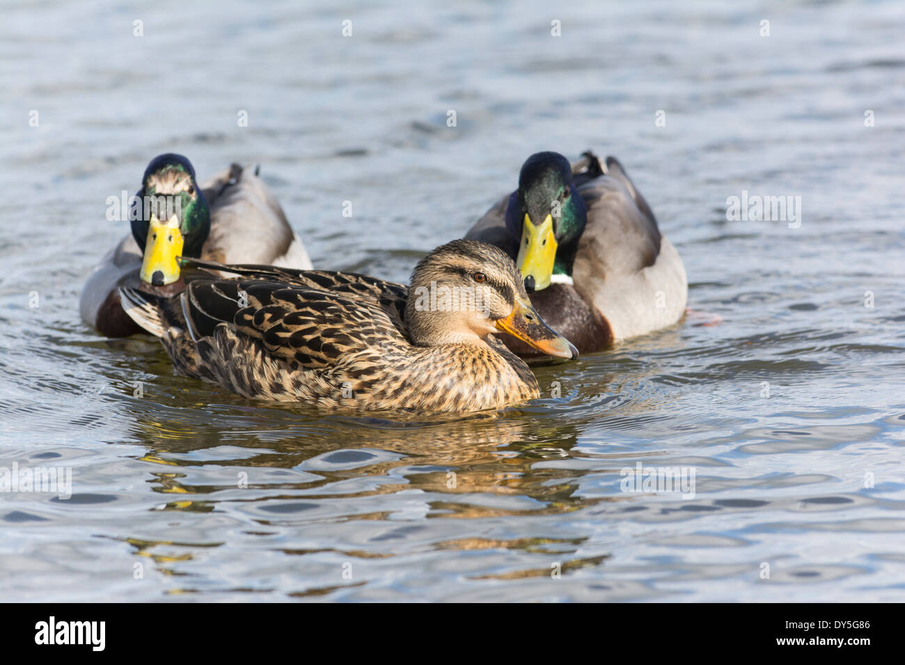 Canard colvert Anas platyrhynchos, drake , les ailes battantes. Banque D'Images