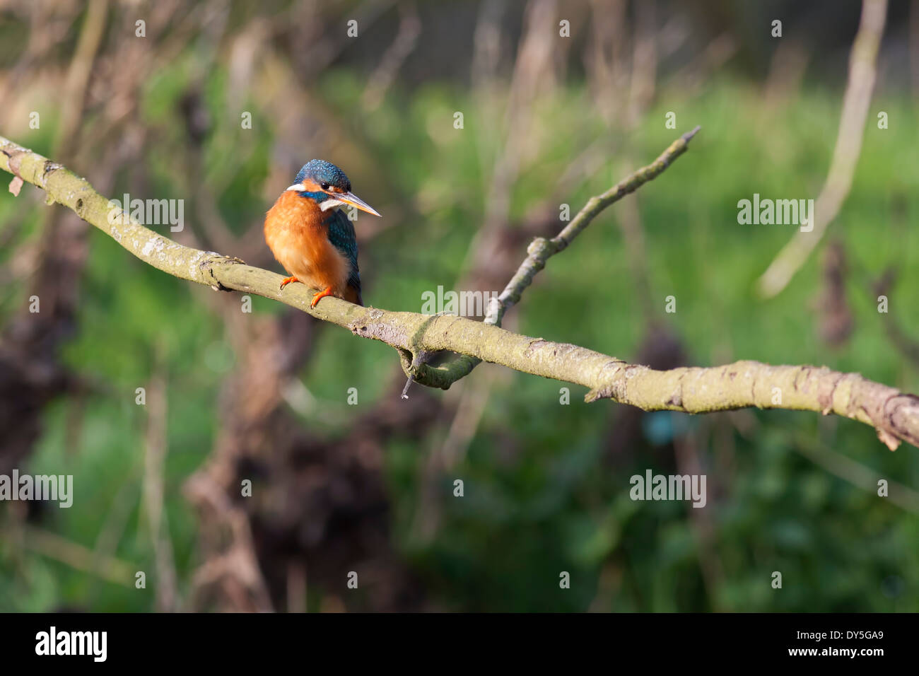 Kingfisher assis sur une branche d'arbre à autour, essayant de repérer les poissons dans la rivière ci-dessous. Banque D'Images